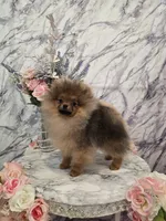 Jude, a male Pomeranian for sale in Urbana, OH – 1 of 10
