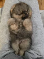 Maurice, a male Pomeranian for sale in Urbana, OH – 3 of 8