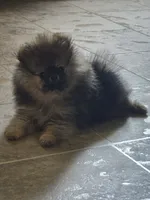 Dyna, a female Pomeranian for sale in Urbana, OH – 2 of 10