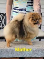 Jude, a male Pomeranian for sale in Urbana, OH – 10 of 10