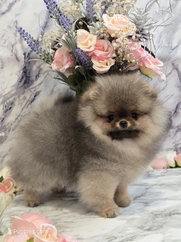 Estelle – Pomeranian puppy for sale in Urbana, OH