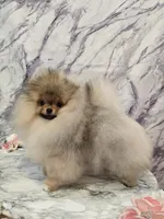 Lucas, a male Pomeranian for sale in Urbana, OH – 3 of 10
