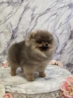 Maurice, a male Pomeranian for sale in Urbana, OH – 5 of 10