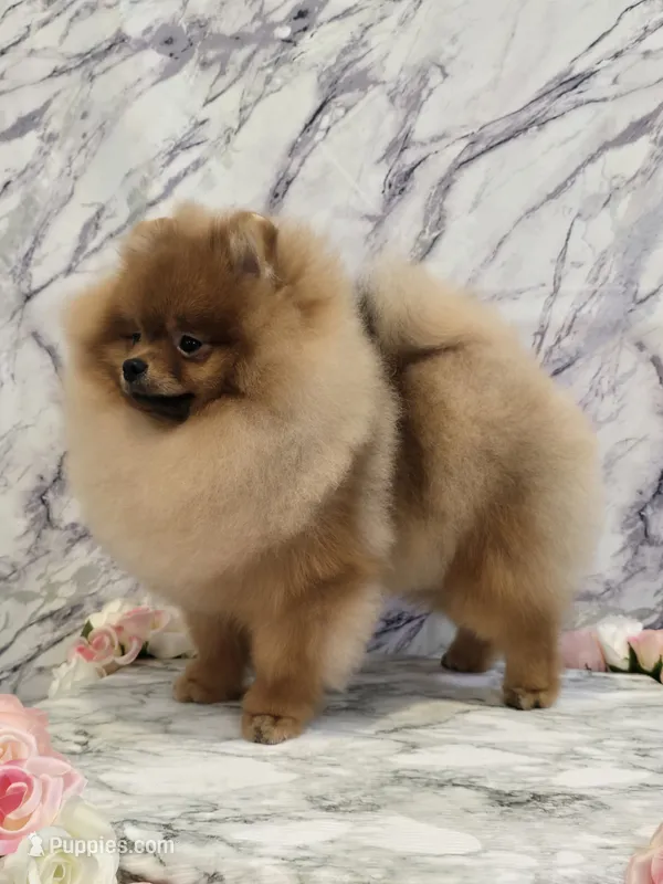 Kai – Pomeranian puppy for sale in Urbana, OH