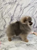 Maurice, a male Pomeranian for sale in Urbana, OH – 4 of 10