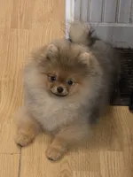 Kai, a male Pomeranian for sale in Urbana, OH – 4 of 10