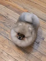 Delphine, a female Pomeranian for sale in Urbana, OH – 4 of 10
