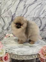 Delphine, a female Pomeranian for sale in Urbana, OH – 3 of 10