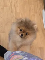 Kai, a male Pomeranian for sale in Urbana, OH – 2 of 10
