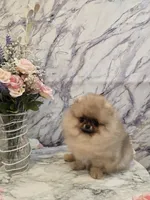 Delphine, a female Pomeranian for sale in Urbana, OH – 8 of 10