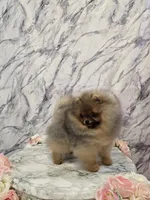 Liam, a male Pomeranian for sale in Urbana, OH – 4 of 10