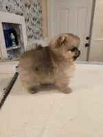 Delphine, a female Pomeranian for sale in Urbana, OH – 3 of 8
