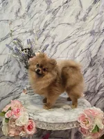 Kitty, a female Pomeranian for sale in Urbana, OH – 7 of 7