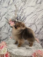 Jude, a male Pomeranian for sale in Urbana, OH – 7 of 10