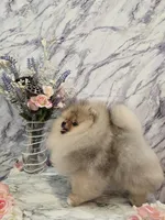 Lucas, a male Pomeranian for sale in Urbana, OH – 2 of 10