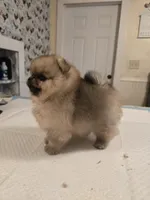 Delphine, a female Pomeranian for sale in Urbana, OH – 7 of 8