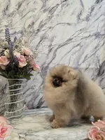 Delphine, a female Pomeranian for sale in Urbana, OH – 2 of 10