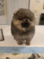 Maurice, a male Pomeranian for sale in Urbana, OH – 6 of 8