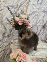 Dyna, a female Pomeranian for sale in Urbana, OH – 8 of 10