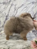 Maurice, a male Pomeranian for sale in Urbana, OH – 10 of 10