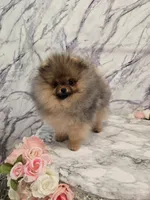Liam, a male Pomeranian for sale in Urbana, OH – 7 of 10