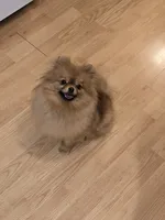 Kitty, a female Pomeranian for sale in Urbana, OH – 5 of 7