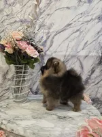 Dyna, a female Pomeranian for sale in Urbana, OH – 5 of 10