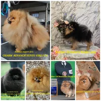 Dyna, a female Pomeranian for sale in Urbana, OH – 10 of 10