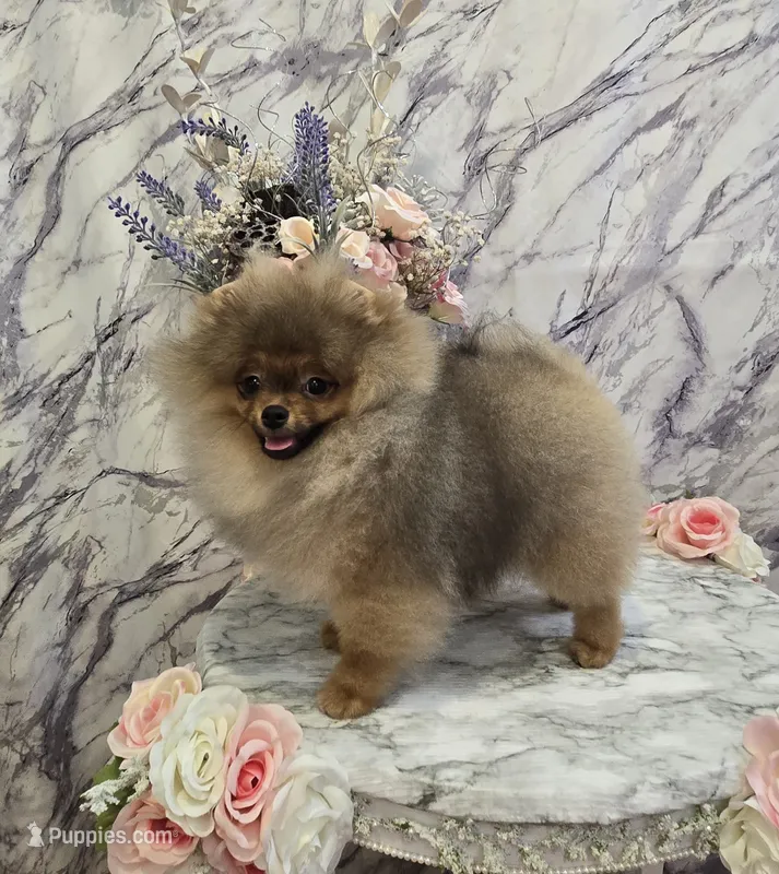 Maurice – Pomeranian puppy for sale in Urbana, OH