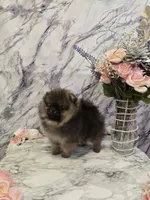 Dyna, a female Pomeranian for sale in Urbana, OH – 4 of 10