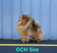 Kai, a male Pomeranian for sale in Urbana, OH – 9 of 10