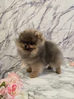 Maurice, a male Pomeranian for sale in Urbana, OH – 9 of 10