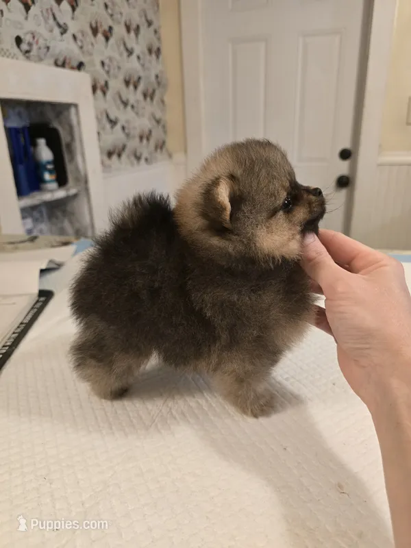 Maurice – Pomeranian puppy for sale in Urbana, OH