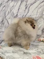 Lucas, a male Pomeranian for sale in Urbana, OH – 8 of 10