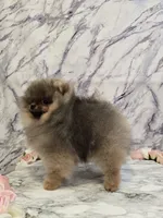 Maurice, a male Pomeranian for sale in Urbana, OH – 2 of 10