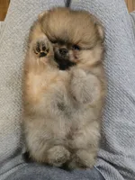 Delphine, a female Pomeranian for sale in Urbana, OH – 8 of 8