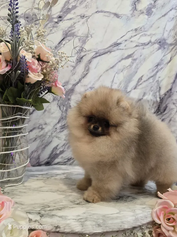 Delphine – Pomeranian puppy for sale in Urbana, OH