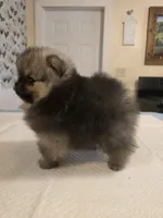 Estelle, a female Pomeranian for sale in Urbana, OH – 10 of 10