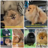 Delphine, a female Pomeranian for sale in Urbana, OH – 4 of 8