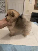 Delphine, a female Pomeranian for sale in Urbana, OH – 6 of 8