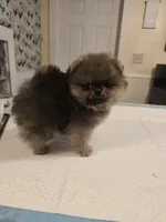 Maurice, a male Pomeranian for sale in Urbana, OH – 7 of 8