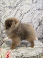 Maurice, a male Pomeranian for sale in Urbana, OH – 3 of 10