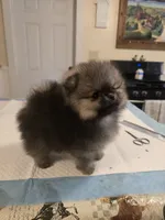 Estelle, a female Pomeranian for sale in Urbana, OH – 5 of 10