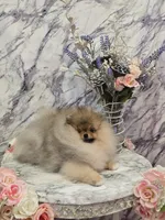 Lucas, a male Pomeranian for sale in Urbana, OH – 5 of 10