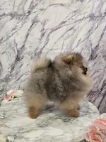 Liam, a male Pomeranian for sale in Urbana, OH – 6 of 10