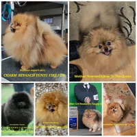 Maurice, a male Pomeranian for sale in Urbana, OH – 9 of 10