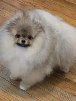 Lucas, a male Pomeranian for sale in Urbana, OH – 4 of 10