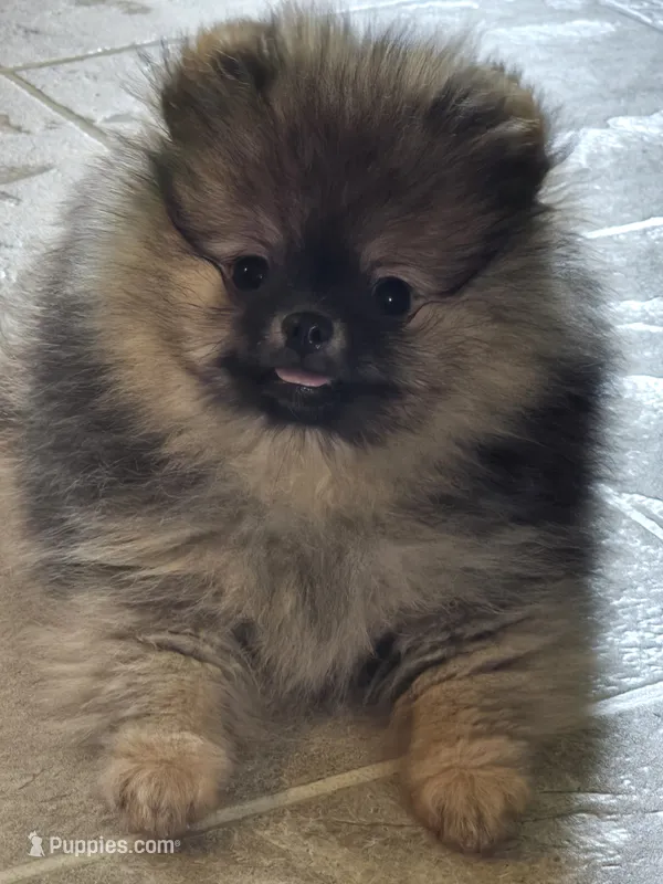 Dyna – Pomeranian puppy for sale in Urbana, OH