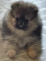 Dyna, a female Pomeranian for sale in Urbana, OH – 1 of 10