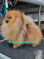 Liam, a male Pomeranian for sale in Urbana, OH – 10 of 10